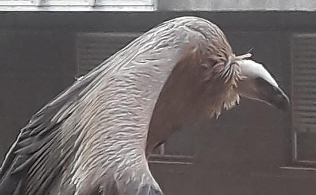 : La cría de buitre posó en la barandilla de la terraza durante 12 horas, sin apenas moverse.