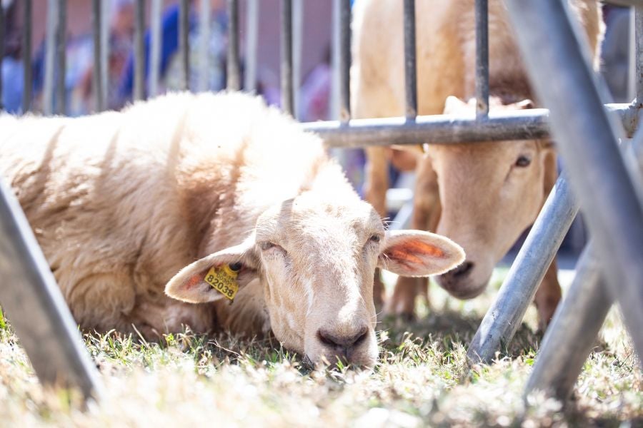 El Artzain Eguna de Gipuzkoa ha cumplido este domingo 28 años celebrándose en el centro de Legazpi, con la flor y nata del pastoreo del territorio como protagonistas.