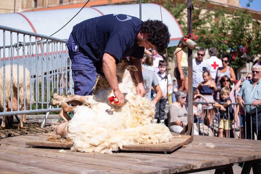 El Artzain Eguna de Gipuzkoa ha cumplido este domingo 28 años celebrándose en el centro de Legazpi, con la flor y nata del pastoreo del territorio como protagonistas.