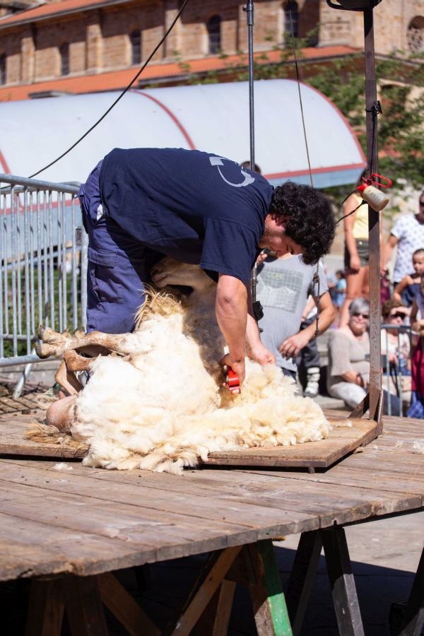 El Artzain Eguna de Gipuzkoa ha cumplido este domingo 28 años celebrándose en el centro de Legazpi, con la flor y nata del pastoreo del territorio como protagonistas.