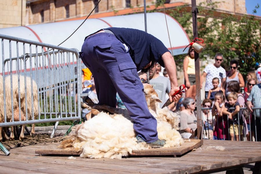 El Artzain Eguna de Gipuzkoa ha cumplido este domingo 28 años celebrándose en el centro de Legazpi, con la flor y nata del pastoreo del territorio como protagonistas.