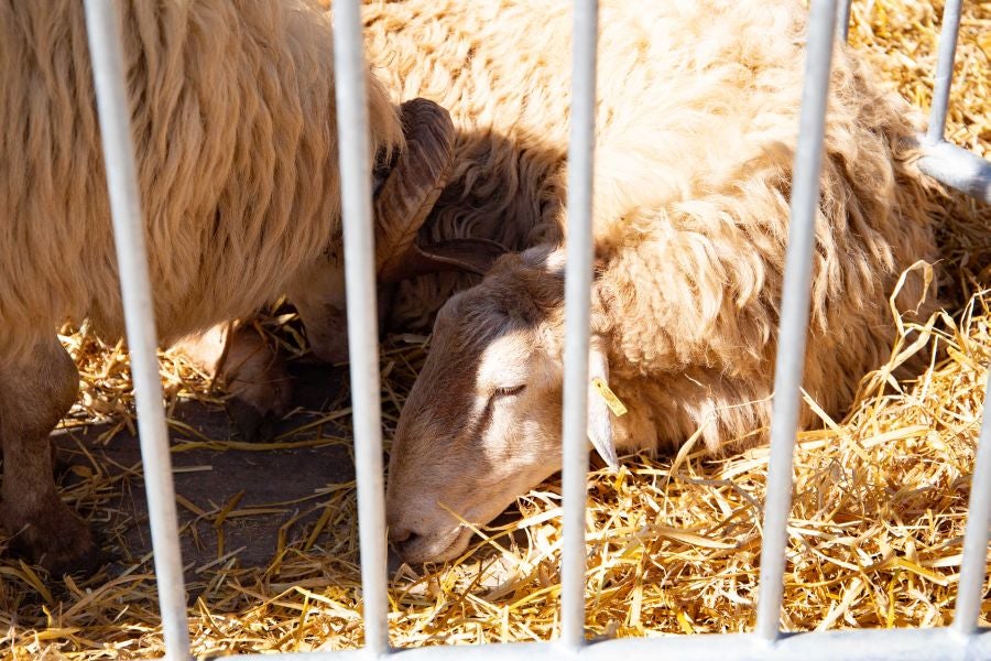El Artzain Eguna de Gipuzkoa ha cumplido este domingo 28 años celebrándose en el centro de Legazpi, con la flor y nata del pastoreo del territorio como protagonistas.