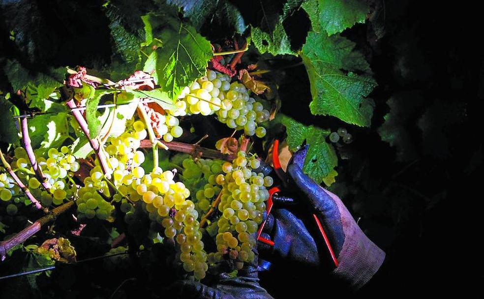 La luz de las estrellas y de las linternas es la única guía para poder recolectar la uva de noche. 