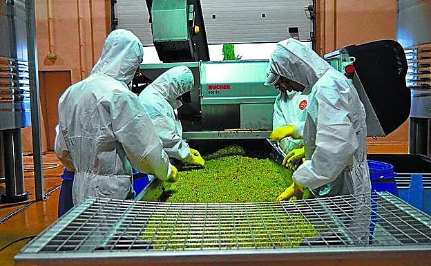 Las uvas pasan por una selección en una mesa vibratoria. 