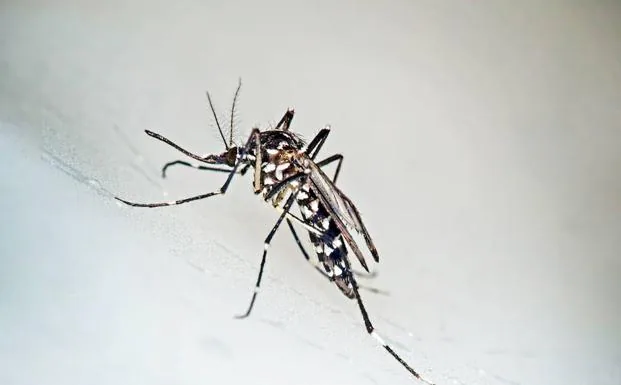 Diez consejos para evitar las picaduras del mosquito tigre