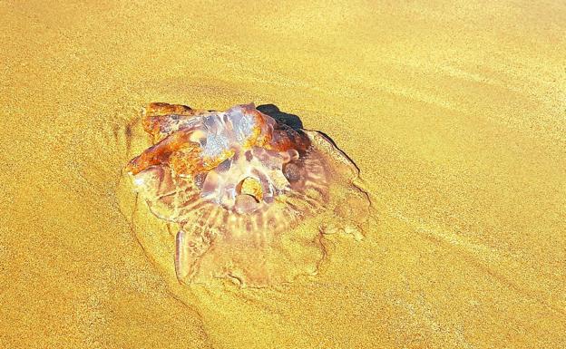 Aparecen medusas en la orilla de la playa de Ondarreta