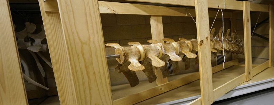 El Aquarium de Donostia ultima los detalles para exponer el esqueleto de un joven rorcual aliblanco hembra que apareció en 2000 cerca de Igeldo
