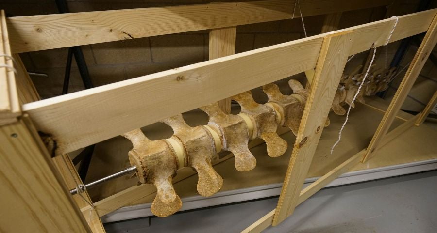 El Aquarium de Donostia ultima los detalles para exponer el esqueleto de un joven rorcual aliblanco hembra que apareció en 2000 cerca de Igeldo