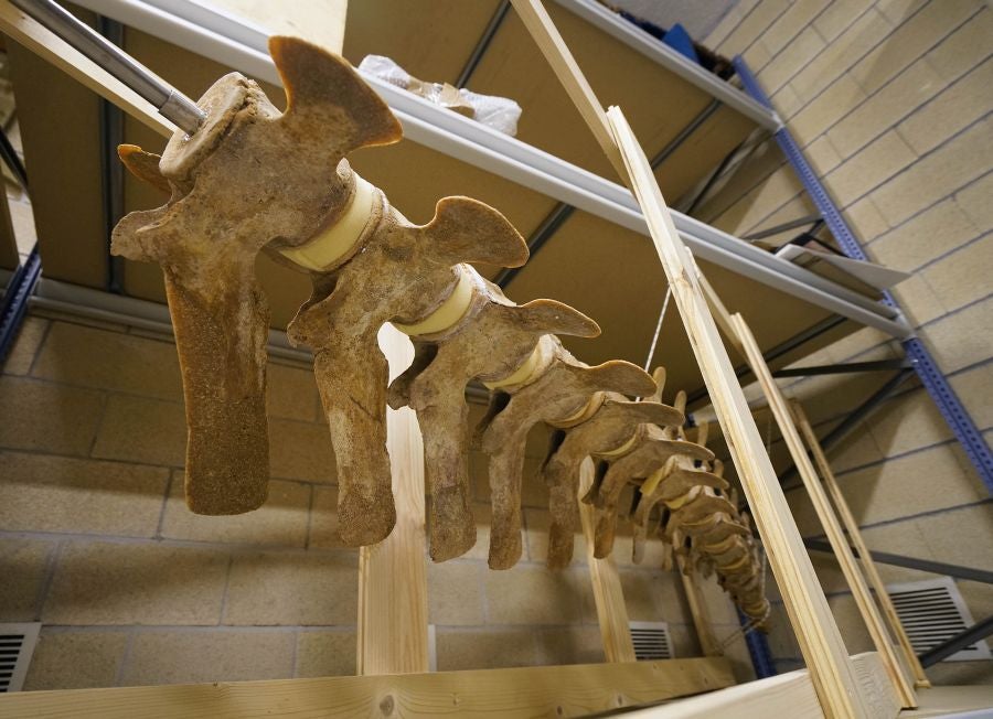 El Aquarium de Donostia ultima los detalles para exponer el esqueleto de un joven rorcual aliblanco hembra que apareció en 2000 cerca de Igeldo