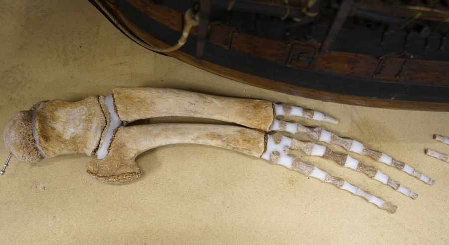 El Aquarium de Donostia ultima los detalles para exponer el esqueleto de un joven rorcual aliblanco hembra que apareció en 2000 cerca de Igeldo