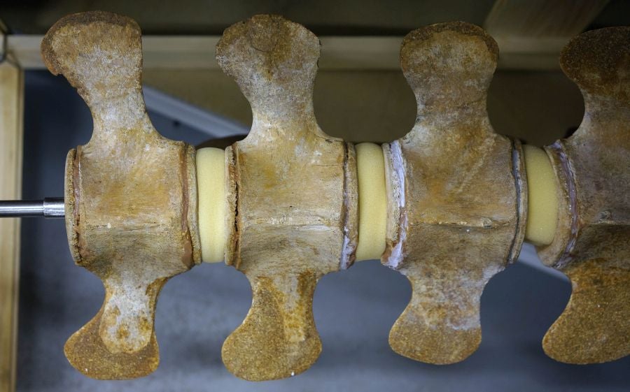 El Aquarium de Donostia ultima los detalles para exponer el esqueleto de un joven rorcual aliblanco hembra que apareció en 2000 cerca de Igeldo