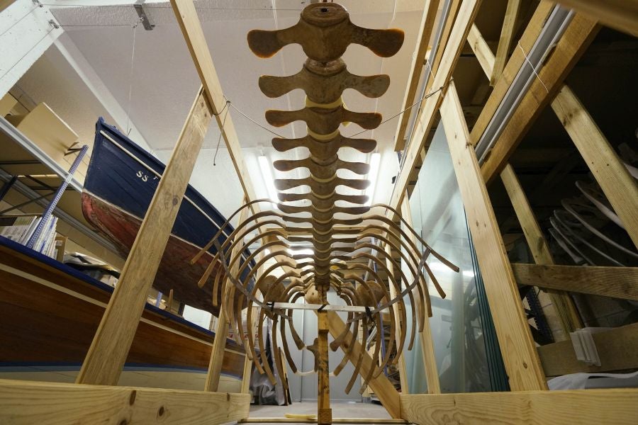 El Aquarium de Donostia ultima los detalles para exponer el esqueleto de un joven rorcual aliblanco hembra que apareció en 2000 cerca de Igeldo