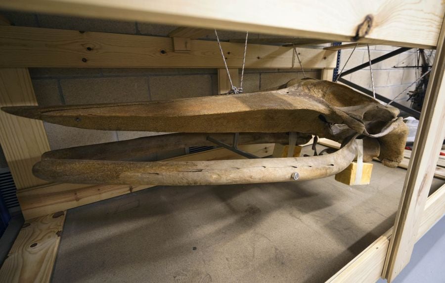 El Aquarium de Donostia ultima los detalles para exponer el esqueleto de un joven rorcual aliblanco hembra que apareció en 2000 cerca de Igeldo
