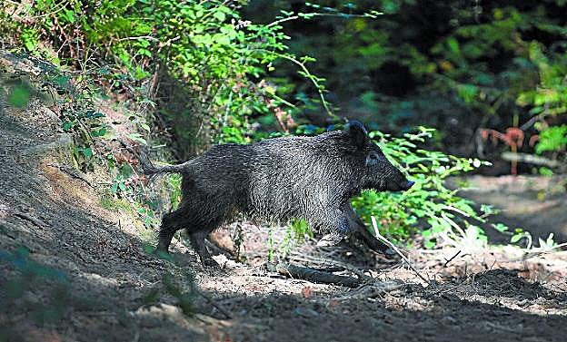Un jabalí corre por un bosque en un paraje guipuzcoano. 