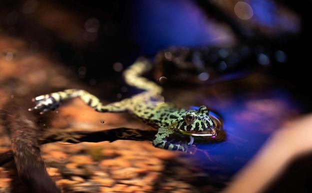 Una exótica muestra instruye en París sobre las bondades del veneno natural