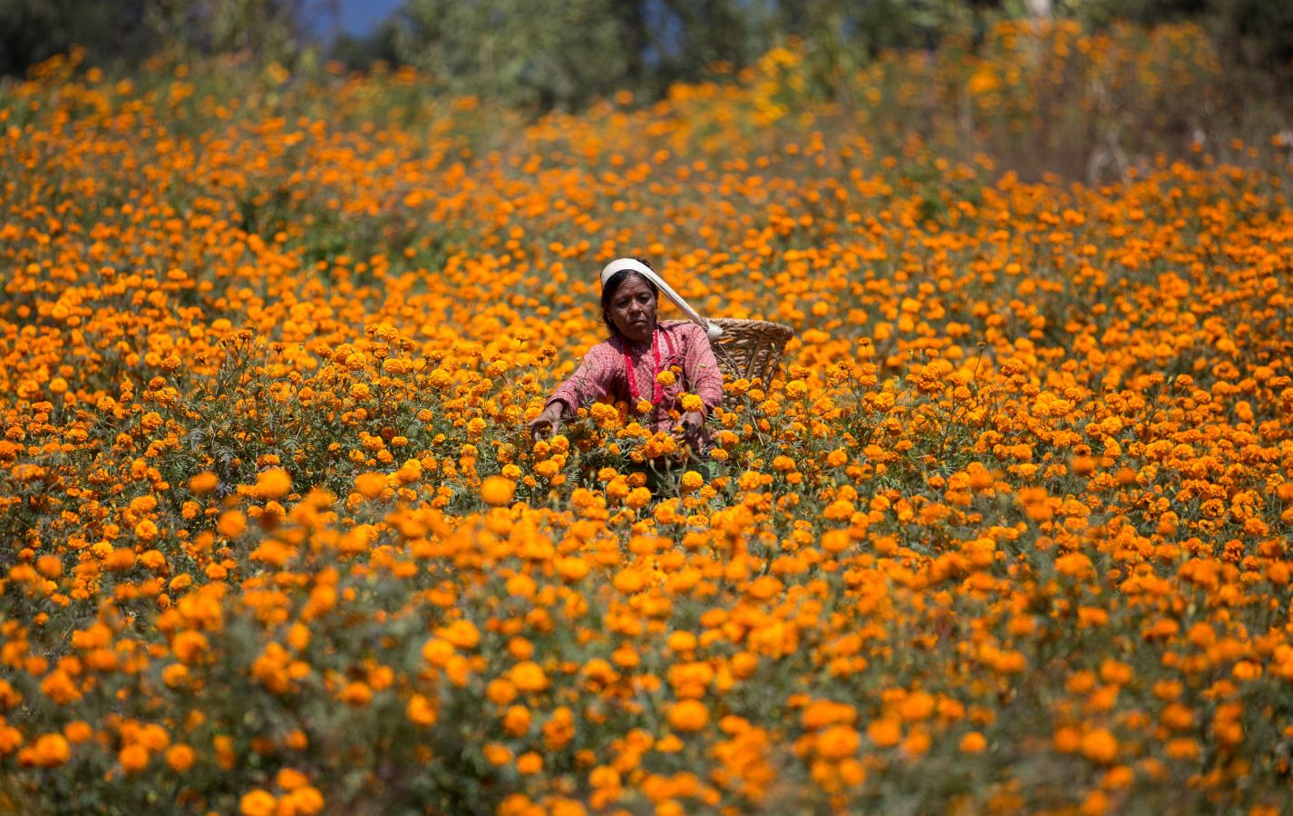La flor del amaranto globoso se utiliza para formar guirnaldas y adorar a los dioses y animales durante el Festival del Diwali que comienza a celebrarse el 5 de noviembre. Por eso este viernes multitud de mujeres han iniciado la recolecta de estas flores. El festival, de cinco días de duración, es el segundo mayor evento para los hindúes en Nepal. 