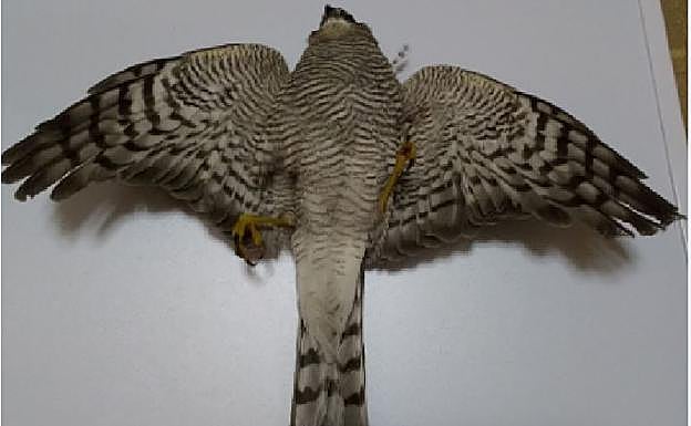 La organización ecologista Eguzki denuncia la muerte de al menos doce gavilanes desde el inicio de la temporada de caza en Euskadi