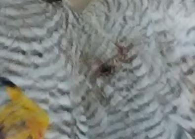 Imagen secundaria 1 - La organización ecologista Eguzki denuncia la muerte de al menos doce gavilanes desde el inicio de la temporada de caza en Euskadi