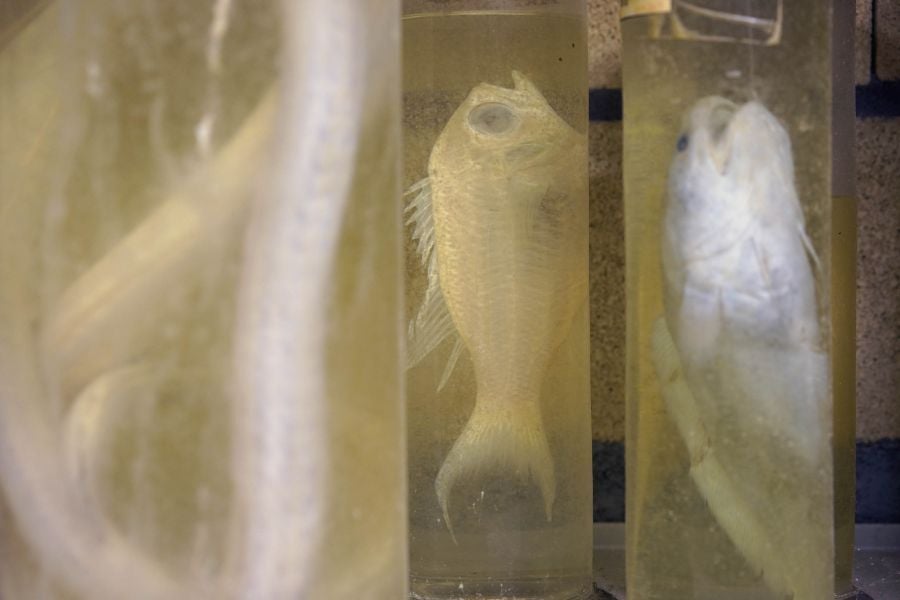 Un almacén oculto en un barrio de Donostia atesora miles de joyas que no tienen cabida en el Aquarium 