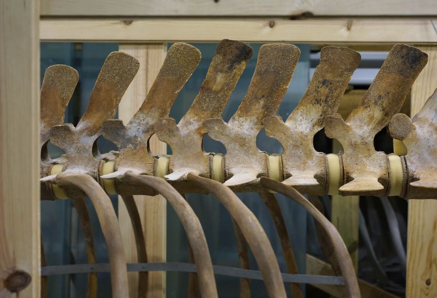 Un almacén oculto en un barrio de Donostia atesora miles de joyas que no tienen cabida en el Aquarium 