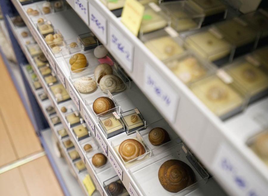 Un almacén oculto en un barrio de Donostia atesora miles de joyas que no tienen cabida en el Aquarium 