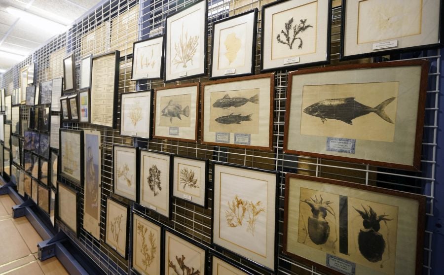 Un almacén oculto en un barrio de Donostia atesora miles de joyas que no tienen cabida en el Aquarium 