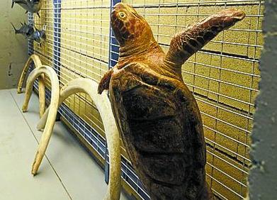 Imagen secundaria 1 - El trastero del Capitán Ahab