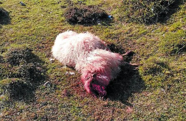Una de las ovejas muertas tras el ataque de los perros. 