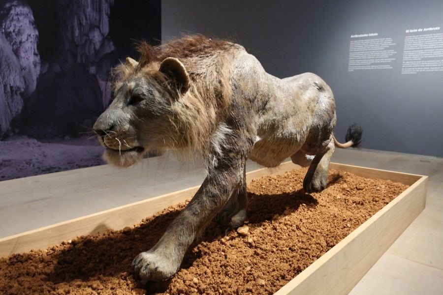 Además del espectacular esqueleto del león de Arrikutz, la exposición, cuenta con otras 16 piezas entre fósiles originales, réplicas y piezas de arte rupestre, así como con un audiovisual.