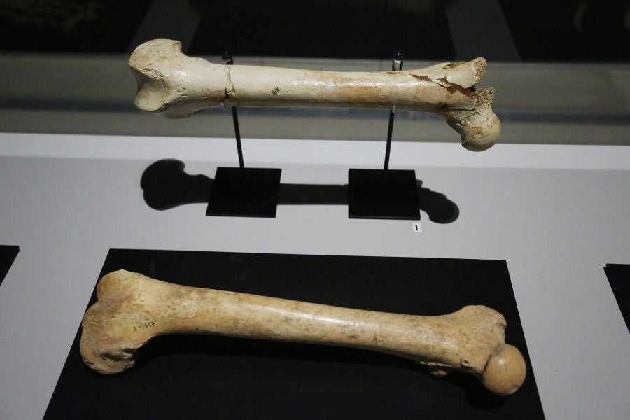 Además del espectacular esqueleto del león de Arrikutz, la exposición, cuenta con otras 16 piezas entre fósiles originales, réplicas y piezas de arte rupestre, así como con un audiovisual.