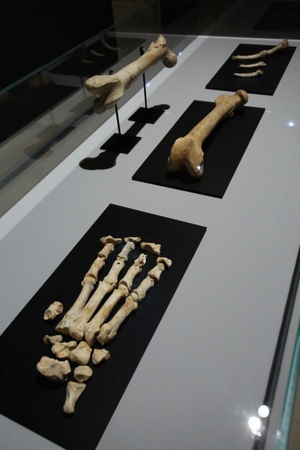 Además del espectacular esqueleto del león de Arrikutz, la exposición, cuenta con otras 16 piezas entre fósiles originales, réplicas y piezas de arte rupestre, así como con un audiovisual.