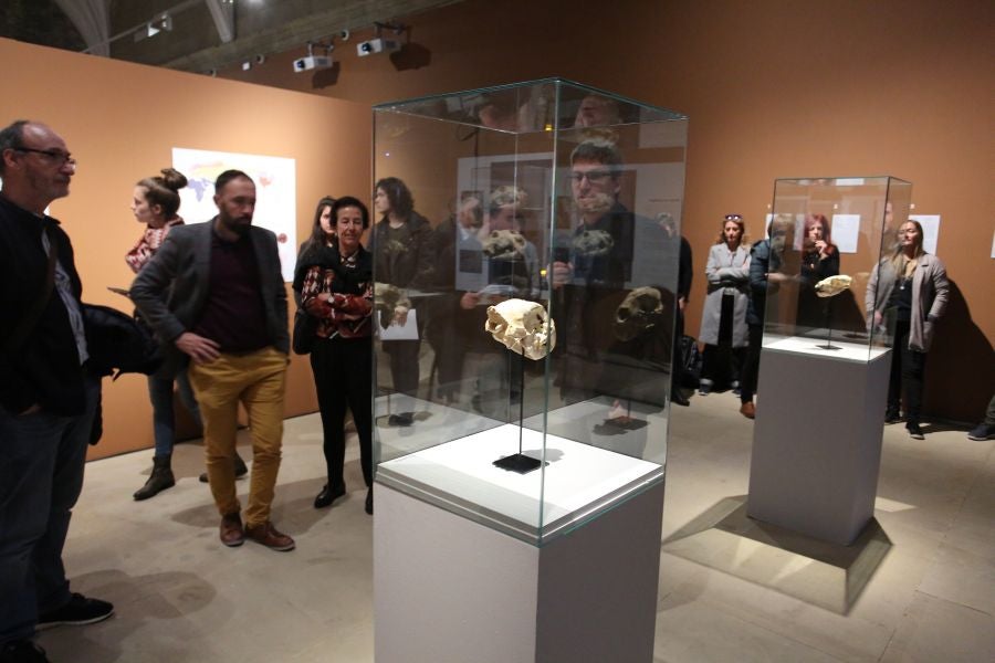 Además del espectacular esqueleto del león de Arrikutz, la exposición, cuenta con otras 16 piezas entre fósiles originales, réplicas y piezas de arte rupestre, así como con un audiovisual.