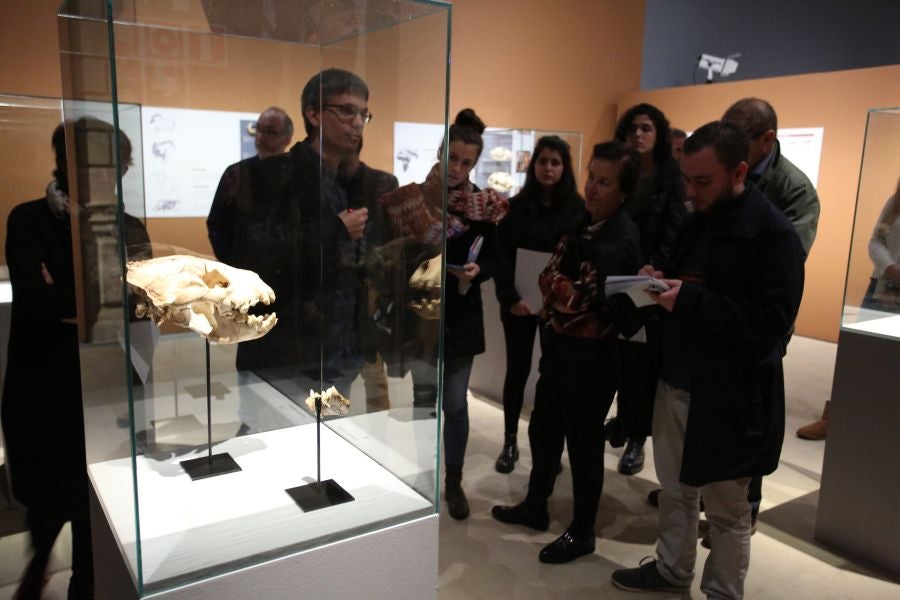 Además del espectacular esqueleto del león de Arrikutz, la exposición, cuenta con otras 16 piezas entre fósiles originales, réplicas y piezas de arte rupestre, así como con un audiovisual.