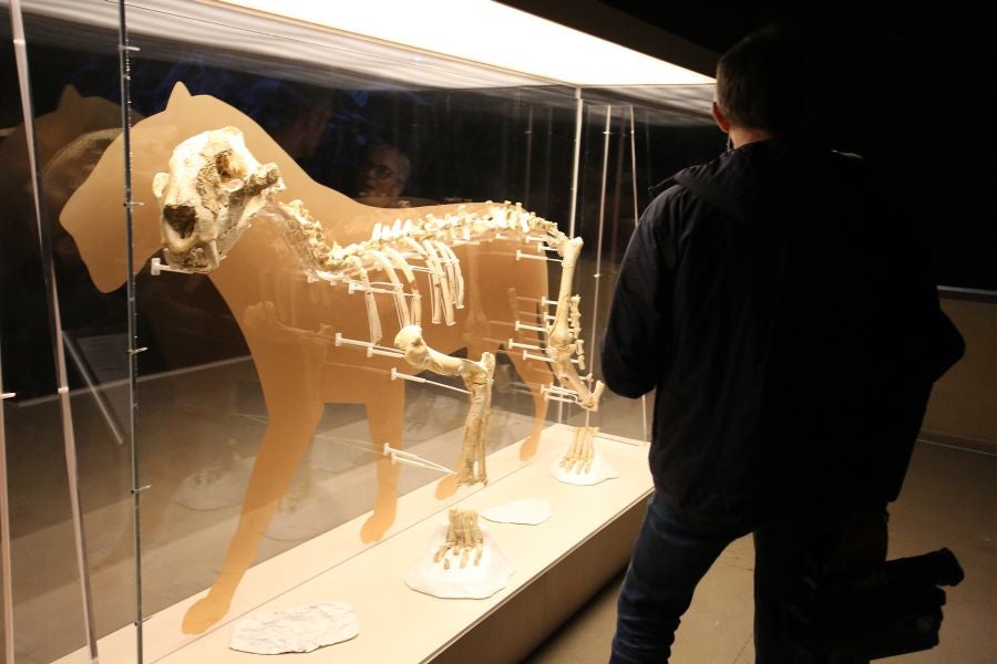Además del espectacular esqueleto del león de Arrikutz, la exposición, cuenta con otras 16 piezas entre fósiles originales, réplicas y piezas de arte rupestre, así como con un audiovisual.