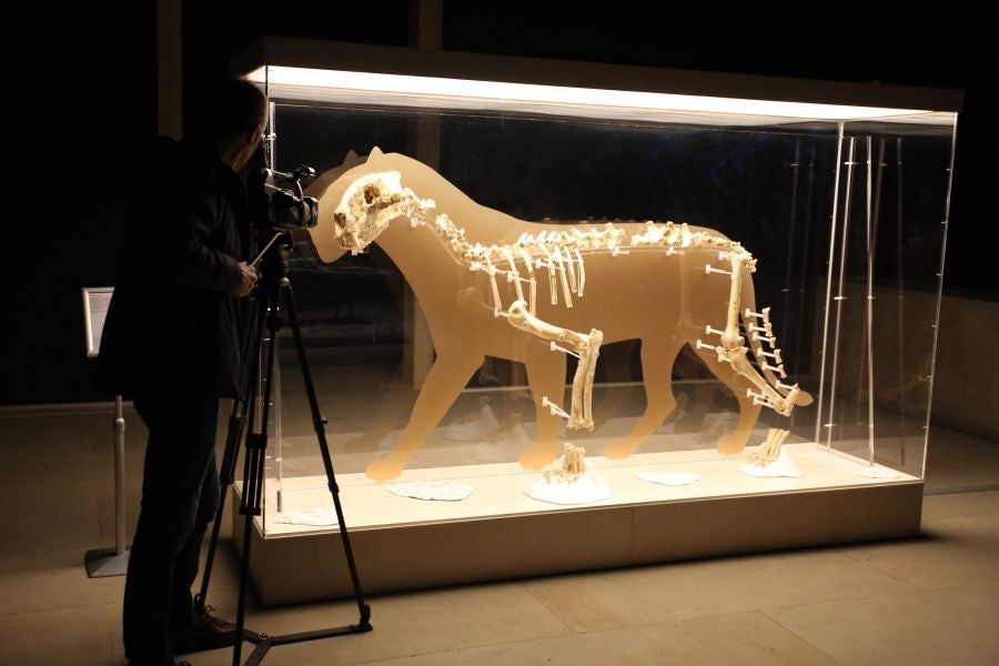 Además del espectacular esqueleto del león de Arrikutz, la exposición, cuenta con otras 16 piezas entre fósiles originales, réplicas y piezas de arte rupestre, así como con un audiovisual.