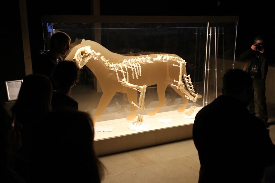 Además del espectacular esqueleto del león de Arrikutz, la exposición, cuenta con otras 16 piezas entre fósiles originales, réplicas y piezas de arte rupestre, así como con un audiovisual.