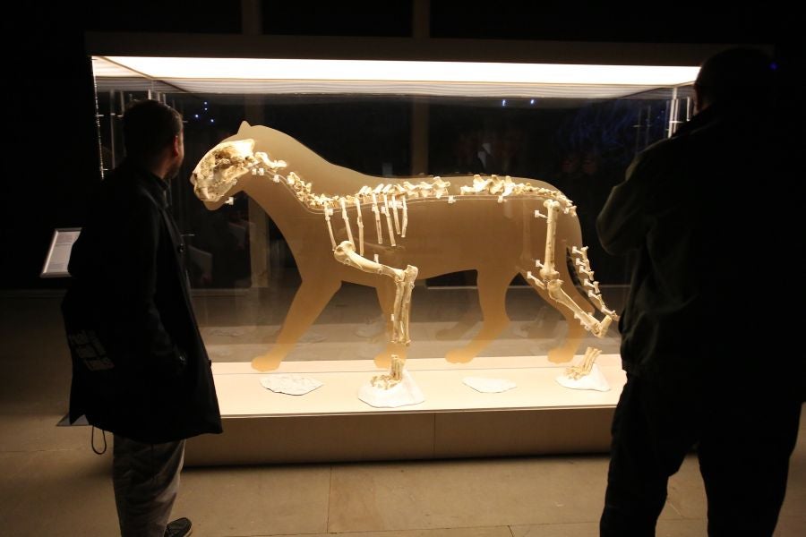 Además del espectacular esqueleto del león de Arrikutz, la exposición, cuenta con otras 16 piezas entre fósiles originales, réplicas y piezas de arte rupestre, así como con un audiovisual.