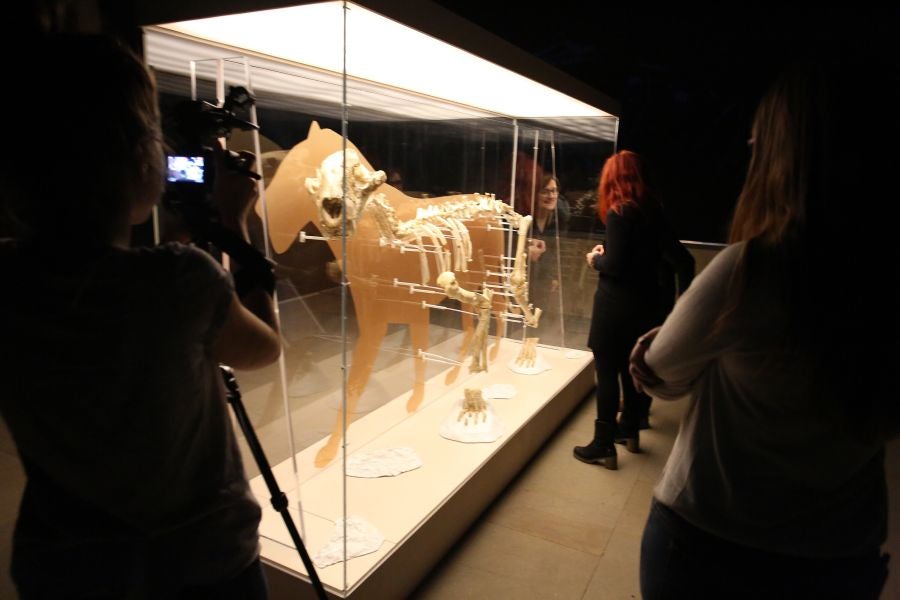 Además del espectacular esqueleto del león de Arrikutz, la exposición, cuenta con otras 16 piezas entre fósiles originales, réplicas y piezas de arte rupestre, así como con un audiovisual.