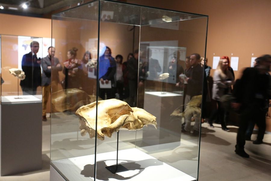 Además del espectacular esqueleto del león de Arrikutz, la exposición, cuenta con otras 16 piezas entre fósiles originales, réplicas y piezas de arte rupestre, así como con un audiovisual.