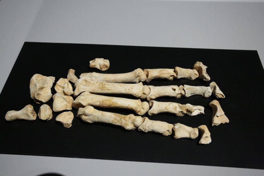 Además del espectacular esqueleto del león de Arrikutz, la exposición, cuenta con otras 16 piezas entre fósiles originales, réplicas y piezas de arte rupestre, así como con un audiovisual.