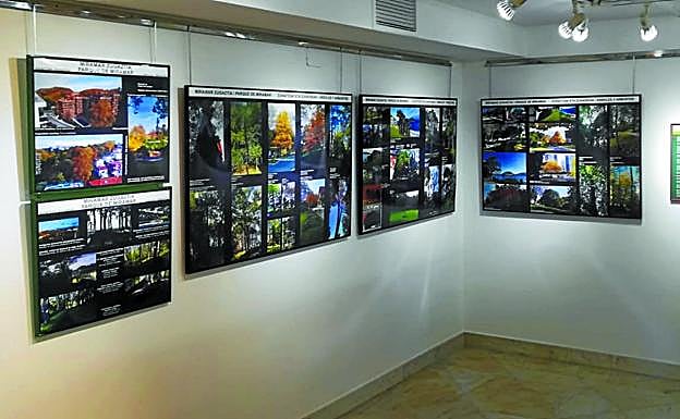 Árboles y arbustos de ayer y hoy. La riqueza natural del parque de Miramar queda al descubierto en esta exposición de Lugaritz.