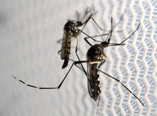 Mosquito aedes aegypti, transmisor de entre otros virus del zika o el dengue.