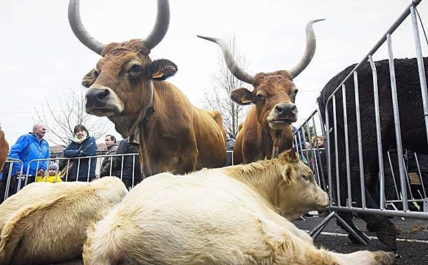 La Feria de Santa Lucía contará con 263 puestos en Zumarraga y 151 en Urretxu