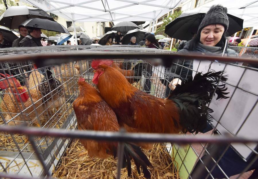 La Feria de Santa Lucía se ha celebrado este jueves con gran éxito en Zumarraga y Urretxu, con 414 puestos de venta de productos agrícolas, ganaderos, de repostería y artesanía.