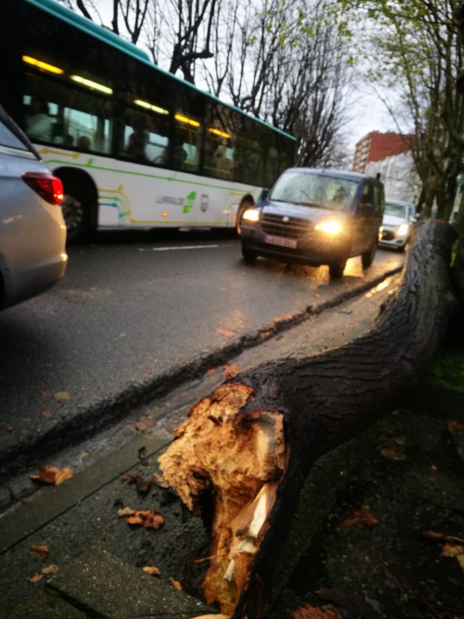 Una conductora ha resultado ilesa tras caer esta mañana un árbol en el paseo de Bizkaia de San Sebastián
