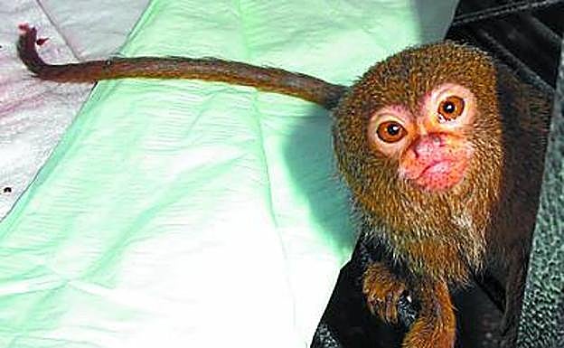 Un mono tipi pigneo. 