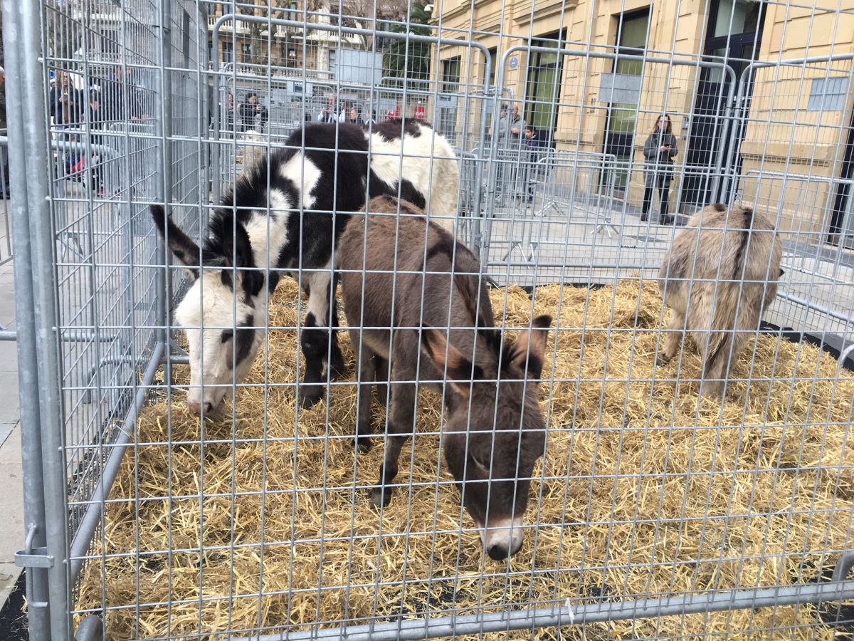 Donostia se viste de tradición y buen ambiente por Santo Tomás. Los diferentes puestos de talos y txistorra funcionan a pleno rendimiento desde primera hora, y los puestos de verduras, frutas, reposteria, pan y artesanías contribuyen a dar color a la ciudad. 