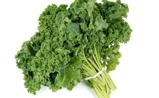 El kale es una verdura parecida al brócoli y de la familia de la coliflor. 