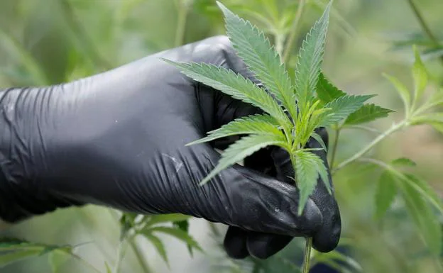 Un técnico sujeta una rama de una planta de cannabis.