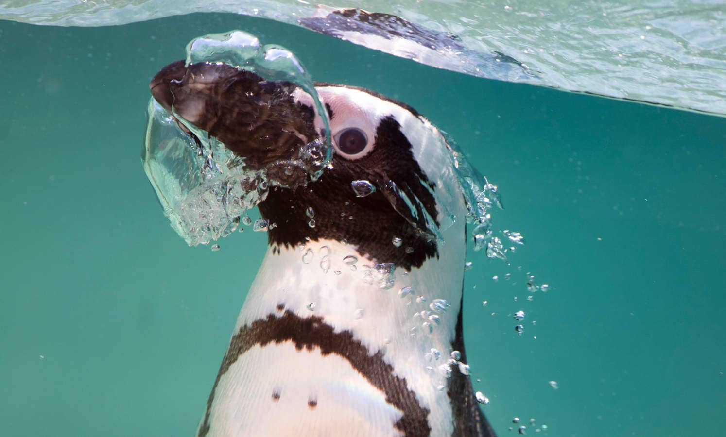 Pingüinos africanos pasean por su recinto durante la apertura de una nueva área reservada para ellos en Bioparco en Roma. Se distribuyen a lo largo de las costas rocosas africanas ubicadas en el extremo sur, abarcando parte de Namibia, Sudáfrica e islas circundantes como Hollamsbird, Dassen, Dyer y otras veintiuna islas y en la Patagonia chilena-argentina en Sudamérica. 